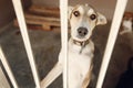 Sad dog looking with unhappy eyes in shelter cage, sad emotiona Royalty Free Stock Photo