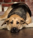 Sad dog lying Royalty Free Stock Photo