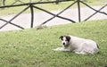 Sad dog lying on grass Royalty Free Stock Photo