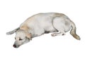 Sad Dog Lying Down on the Floor Isolated on White Background Royalty Free Stock Photo