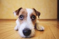 Sad dog lying on floor at home. Cute pet looking at camera Royalty Free Stock Photo