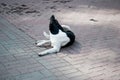 Sad dog lying on the ground / Shocking face of homeless when big cat walk pass stone pavement Dogs Are Waiting For Their Walke Royalty Free Stock Photo