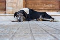 Sad dog lying on his legs. Portrait of half-breed dog outside. Concept of love for our smaller brothers. Big dog waiting