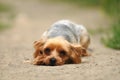 Sad dog lying on the road Royalty Free Stock Photo