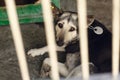 Sad dog lying in shelter cage, sad emotional moment, adopt me co Royalty Free Stock Photo