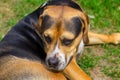 Sad dog mongrel dog lying on the grass