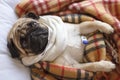 Sad dog pug in a checkered blanket is sick and lies with a thermometer Royalty Free Stock Photo