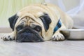 Sad dog pug lying on the floor next to the plate. Concept: feeding a pet, hunger, dogs at home Royalty Free Stock Photo