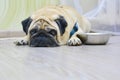 Sad dog pug lying on the floor next to the plate. Concept: feeding a pet, hunger, dogs at home