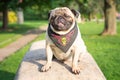 A sad dog pug sits on a rock in a pirate bandana in a park on a background of green trees.