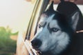 Sad dog`s face in the car window at sunset. Siberian husky rueful waiting for its owner in the car. Royalty Free Stock Photo