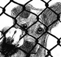 A sad dog in a shelter Royalty Free Stock Photo