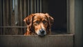 Sad dog at the shelter canine sad animal lonely homeless concept adopt cute fence Royalty Free Stock Photo