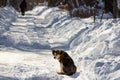 Sad dog sits on a snowy road on a winter day