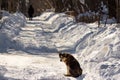 Sad dog sits on a snowy road on a winter day