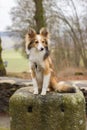 Sad dog sitting on a stone