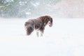 Sad dog in the snow Royalty Free Stock Photo