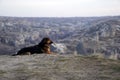 Sad Dog on Top of Rocky Canyon Valley in Front of a city Goreme Cappadocia view in the Mountains of National Park
