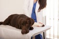 Sad dog at the veterinarian
