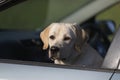 Sad dog waiting alone in car for owner to return Royalty Free Stock Photo