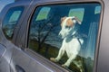 Sad dog waiting in a locked car their owners Royalty Free Stock Photo