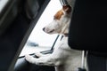 Sad dog waiting in a locked car their owners Royalty Free Stock Photo