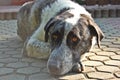 Sad dog Royalty Free Stock Photo