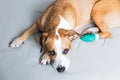 Sad dog with wounded paw in a medical bandage. Portrait of a cute staffordshire terrier resting with hurt leg