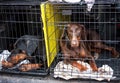 Sad dogs in cages