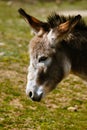 Sad donkey Royalty Free Stock Photo