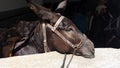 Sad donkey, Lindos, Rhodes, Greece