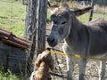 Sad donkey prisoner in a cage metts a dog english cocker spaniel Royalty Free Stock Photo