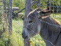 Sad donkey prisoner in a cage Royalty Free Stock Photo