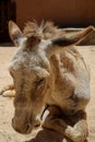 Sad donkey in the zoo on Fuerteventura Royalty Free Stock Photo