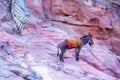Donkey with saddle at Petra, Jordan Royalty Free Stock Photo