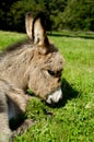 Sad donkey Royalty Free Stock Photo