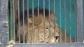 Sad doomed lion lay on the floor, put down depressed head, captivity at zoo, resting