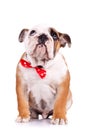 Sad english bulldog puppy Royalty Free Stock Photo