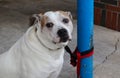 Sad eyed dog with spiked colar tied by leash to pole outside building - close-up - selective focus