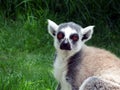 Sad-eyed lemur grieves without society Royalty Free Stock Photo