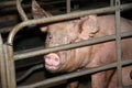 Mighty domestic pig behind metal fence Royalty Free Stock Photo