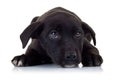 Sad eyes of a black little stray puppy dog Royalty Free Stock Photo
