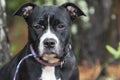 Black and white female Boxer Pitbull dog with old dog fight scars on face Royalty Free Stock Photo