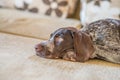 Sad eyes German Shorthaired Pointer sits on sofa