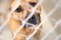 Sad eyes Pitbull mix dog behind chain link fence in animal control shelter pound kennel Royalty Free Stock Photo