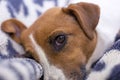 Sad face of jack russell terrier on a leopard blanket, horizontal Royalty Free Stock Photo
