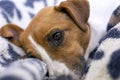 Sad face of jack russell terrier on a leopard blanket, horizontal Royalty Free Stock Photo