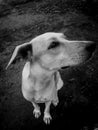 Black and White, just a sadness staring dog Royalty Free Stock Photo