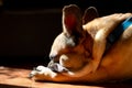 Sad Fawn French Bulldog lying in the sun on a lazy Sunday Royalty Free Stock Photo