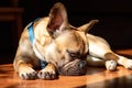 Sad Fawn French Bulldog lying in the sun on a lazy Sunday Royalty Free Stock Photo